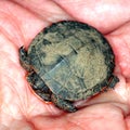 Painted Turtle (Chrysemys picta) Royalty Free Stock Photo