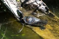 Painted Turtle Basking in the Sun Royalty Free Stock Photo