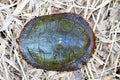 Painted Turtle (Chrysemys picta) Carapace Royalty Free Stock Photo