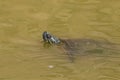 Painted Turtle in Columbia National Wildlife Refuge, WA Royalty Free Stock Photo