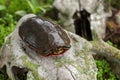 Painted Turtle Chrysemys picta Faces Right Atop Deer Skull Royalty Free Stock Photo