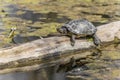 Painted turtle Chrysemys picta Royalty Free Stock Photo