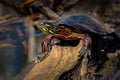 Painted Turtle (Chrysemys picta) - portrait Royalty Free Stock Photo