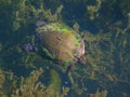 Painted Turtle (Chrysemys picta) Swimming Royalty Free Stock Photo