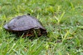 Painted turtle walking in the grass in the rain