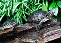 Painted Turtle Chrysemys picta in wildlife Royalty Free Stock Photo