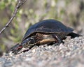 Painted Turtle photos. Close-up view. Picture. Portrait. Image Royalty Free Stock Photo