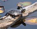 Painted-Turtle photo stock. Painted turtle close-up profile view on on log with water lily pad background, displaying turtle shell