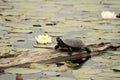 Turtle Painted Photo.  Turtle painted in the water on a log. Painted turtle close-up profile view. Lily pads background and Royalty Free Stock Photo