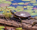 Painted Turtle Photo and Image. Turtle close-up side view resting on a moss log in the pond with lwater lily pads in its habitat Royalty Free Stock Photo