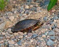 Painted Turtle Photo and Image. Turtle close-up side view spawning on sand and gravel in its environment and habitat surrounding Royalty Free Stock Photo