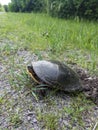 Painted Turtle Digging Nest and Laying Eggs on Shoulder of Road Royalty Free Stock Photo
