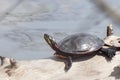 Painted Turtle on a Fallen Log