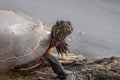 Painted turtle gets a close up perched on a log by the river Royalty Free Stock Photo