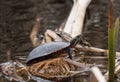 Painted turtle gets a close up perched on a log by the river Royalty Free Stock Photo