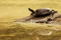 Painted Turtle Golden Pond