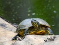 Painted Turtle Head Royalty Free Stock Photo