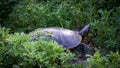 A painted turtle in its natural habitat. Royalty Free Stock Photo