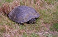 Painted Turtle Laying Eggs in Grass Royalty Free Stock Photo