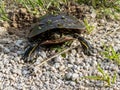 Painted Turtle Laying Eggs Royalty Free Stock Photo
