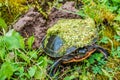 Painted Turtle in Green Bay, Wisconsin Royalty Free Stock Photo