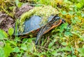 Painted Turtle in Green Bay, Wisconsin Royalty Free Stock Photo