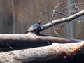 Painted Turtle On A Log Royalty Free Stock Photo