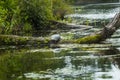 Painted turtle on a log in the Swift River, Massachusetts Royalty Free Stock Photo