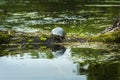 Painted turtle on a log in the Swift River, Massachusetts Royalty Free Stock Photo