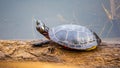 Painted Turtle on a Log