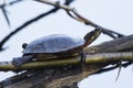 Painted Turtle