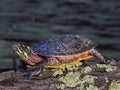 Painted Turtle on mossy log close up