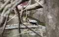 Painted Turtle on muddy bog pond in Georgia, USA