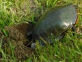 Painted Turtle Over Hole in the Ground Laying Her Eggs