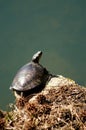 Painted Turtle Perched