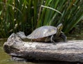 Painted Turtle perched