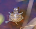 Painted Turtle Photo and Image. Baby painted turtle swimming in the water with water lily pad background close-up aerial view in Royalty Free Stock Photo