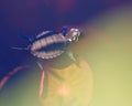 Painted Turtle Photo and Image. Baby painted turtle swimming in the water with water lily pad background close-up aerial view in Royalty Free Stock Photo