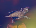 Painted Turtle Photo and Image. Baby painted turtle swimming in the water with water lily pad background close-up aerial view in Royalty Free Stock Photo