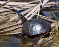 Painted Turtle Photo and Image. Close-up view resting on a log with moss and sunbathing in its environment and habitat Royalty Free Stock Photo