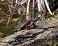 Painted Turtle Photo and Image. Close-up view resting on a log with moss and sunbathing in its environment and habitat Royalty Free Stock Photo