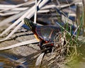 Painted Turtle Photo and Image. Close-up view resting on a log with moss and sunbathing in its environment and habitat Royalty Free Stock Photo