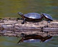 Painted Turtle Photo and Image. Couple close-up side view resting on a moss log with water reflection and a blur water background Royalty Free Stock Photo