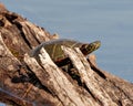 Painted Turtle Photo and Image. Turtle resting and hiding on a log in the pond with blue water background and displaying its Royalty Free Stock Photo