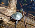 Painted Turtle Photo and Image. Turtle resting on a log in the pond displaying its turtle shell, head, paws, tail, eye in its Royalty Free Stock Photo