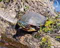 Painted Turtle Photo and Image. Resting on a log with vegetation and moss with a vegetation and water background in its