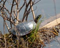 Painted Turtle Photo and Image. Resting on a moss log in the pond with marsh vegetation and displaying its turtle shell, head, Royalty Free Stock Photo