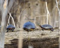 Painted-Turtle Photo and Image. Standing on a mud log and water lily pads in a wetland environment and habitat surrounding. Turtle