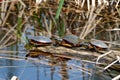 Painted Turtle Photo and Image. Three painted turtle standing on a moss log with marsh vegetation in their environment and Royalty Free Stock Photo