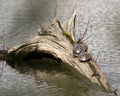 Painted Turtle Photo Stock. Painted turtle couple close-up profile view on a stump log in the pond displaying turtle shell, head, Royalty Free Stock Photo